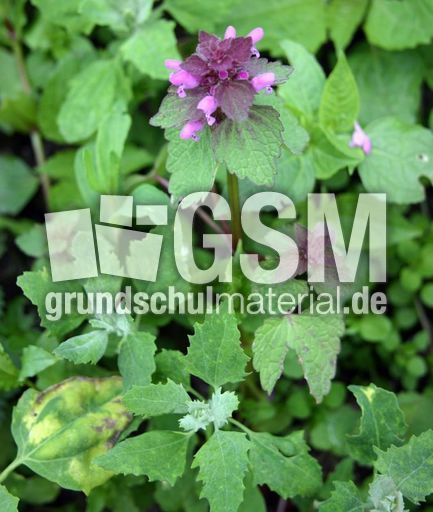 Rote-Taubnessel.jpg